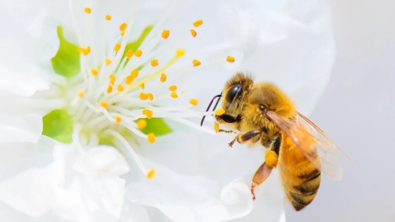 Agrandissement du pénis avec piqûres d'abeilles