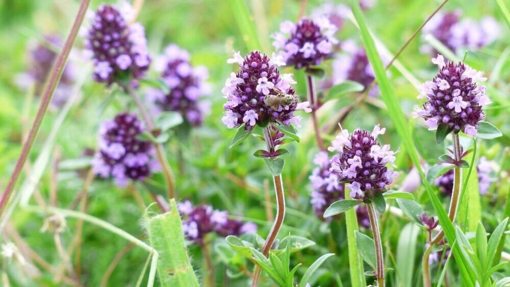 Herbe de thym pour l'agrandissement du pénis