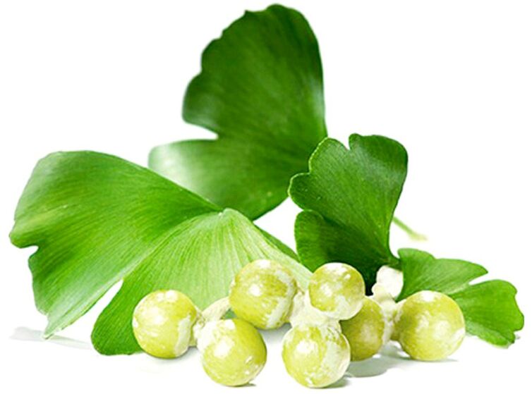 Les feuilles de Ginkgo biloba améliorent le flux sanguin vers les tissus péniens