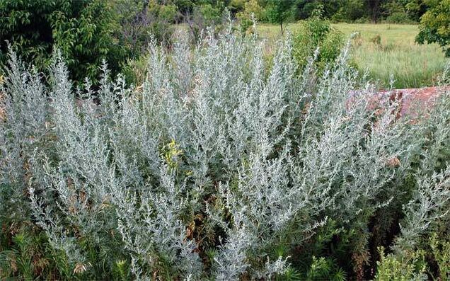 Une décoction d'absinthe aide à agrandir le pénis